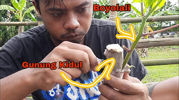 Okulasi singkong Indonesia di lahan langsung berbuah banyak di Tanam berkali kali