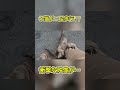 子猫が仁王立ち！？その結果… #shorts