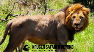 Now THIS is a HUGE Male Lion! Mazhiti Male Lion, Not Seen Again, With New Lions Around! Kruger Park