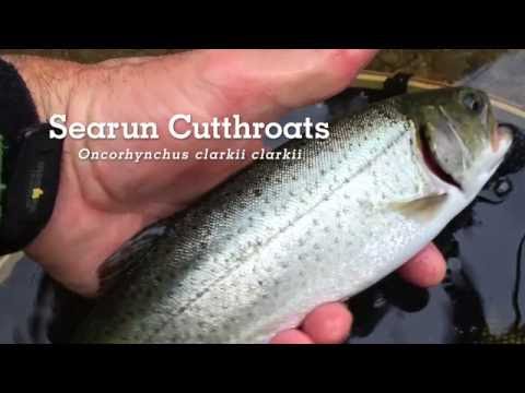 alsea cutthroat fly fishing river