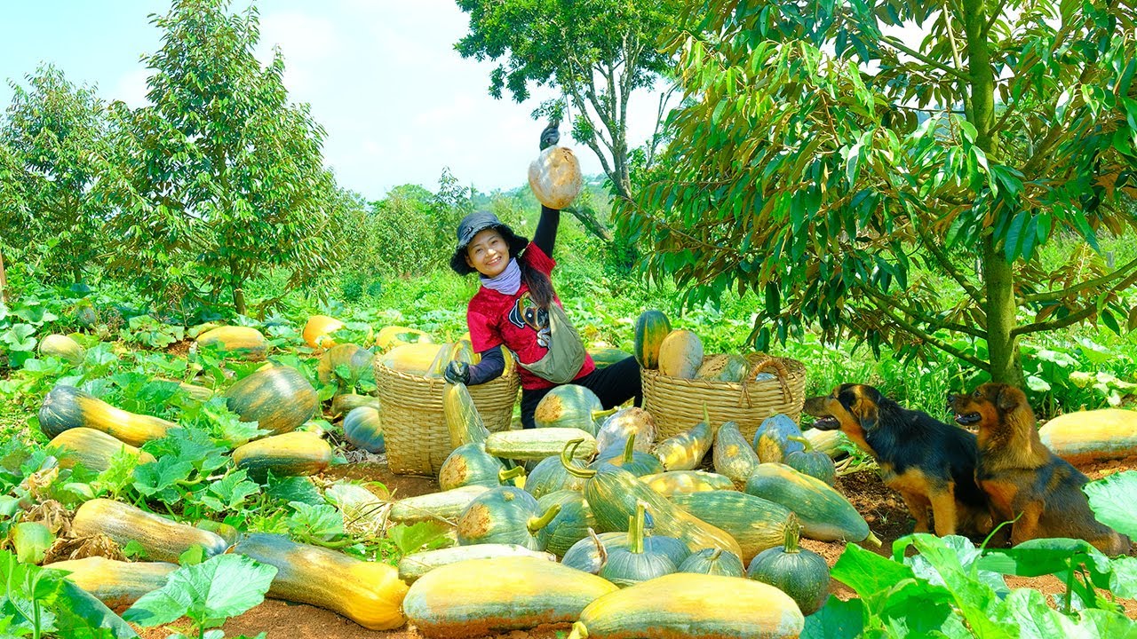 Harvest Long Pumpkins Goes To Market Sell, Cook Pumpkin Coconut Sweet Soup, Take Care of Livestock
