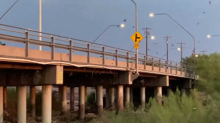 Bats under the Campbell Avenue Bridge in Tucson, A...