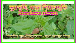 ভুরভূষি গাছ,বড়ো শিয়ালমুতি Siam Weed, Devil's Weed, Christmas Bush,Jack in the Box, Communist Pacha screenshot 4
