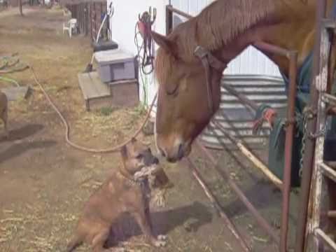 Pitt bull guards his TEDDY BEAR from the horse!