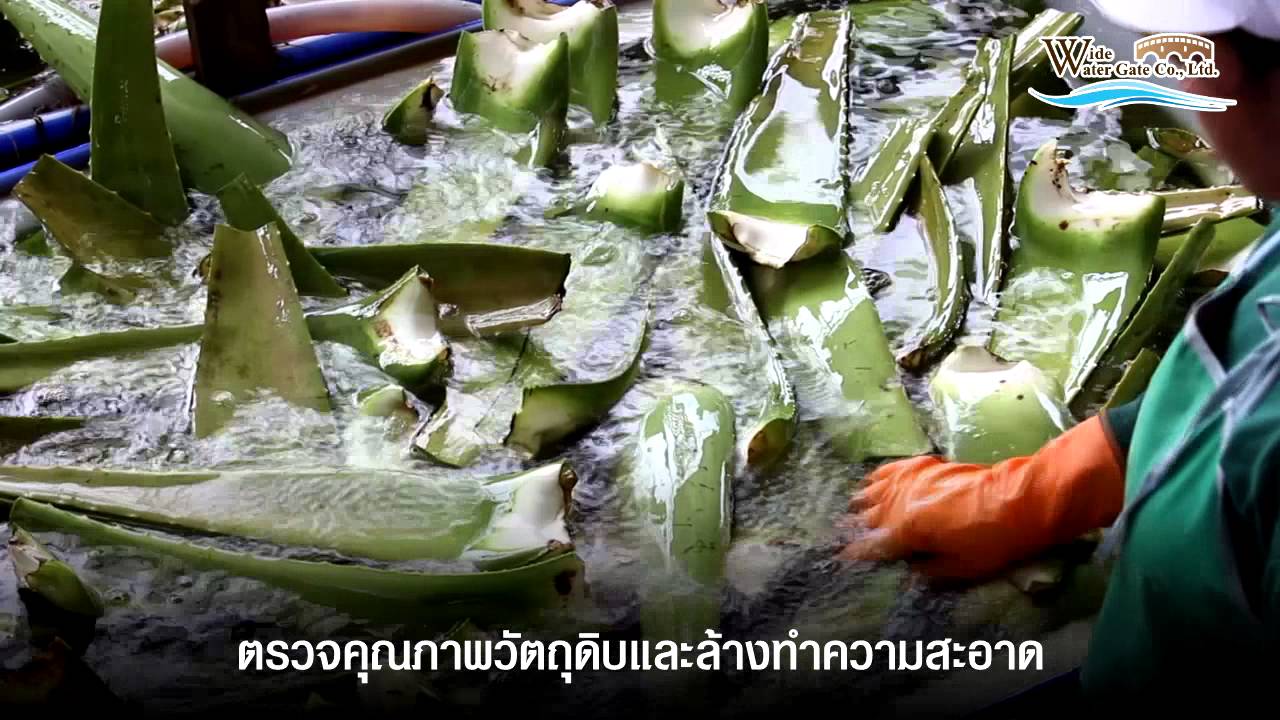 กระบวนการผลิตเนื้อว่านหางจระเข้ในน้ำผลไม้