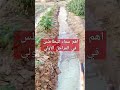 أهم سماد للبطاطس في المراحل الأولي