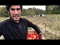 Quel est le secret pour obtenir de dlicieuses tomates  en automne 