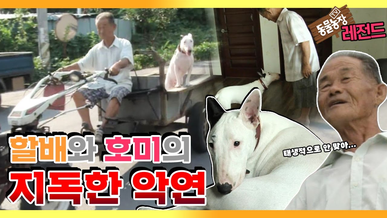 Tv 동물농장 레전드] '할아버지와 호미의 기막힌 사연! 호미가 너무해' 풀버전 다시보기 I Tv동물농장 (Animal Farm) |  Sbs Story - Youtube