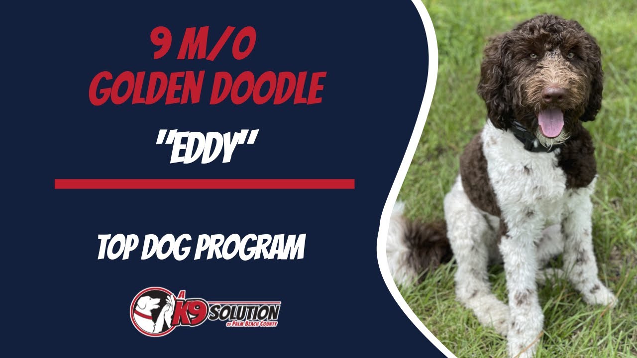 🐶Dog Trainers Palm Beach County / Dog Training Palm Beach County 🦮