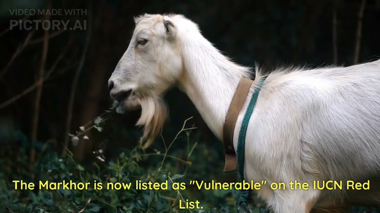 Markhor || the largest of the wild goat species