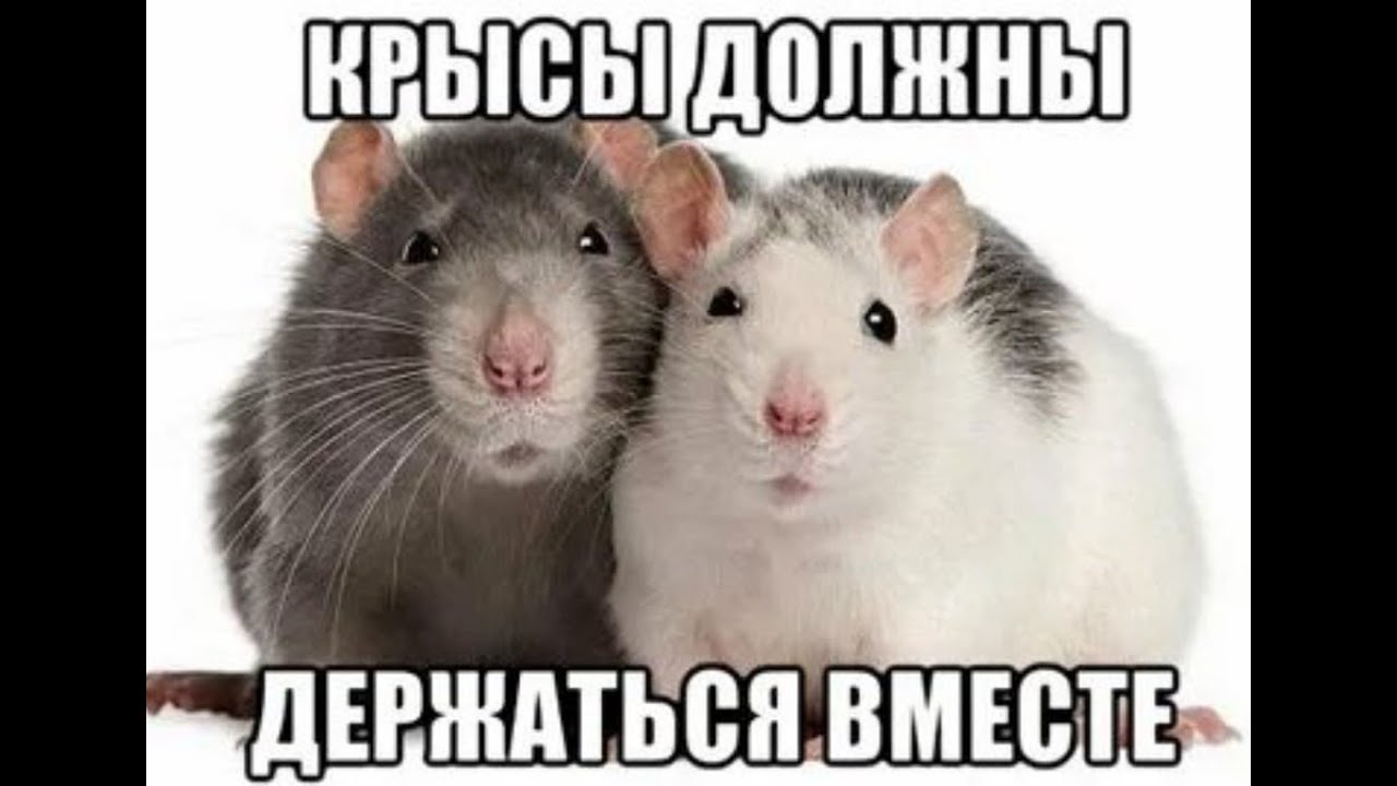 Картинки Крысы Смешные