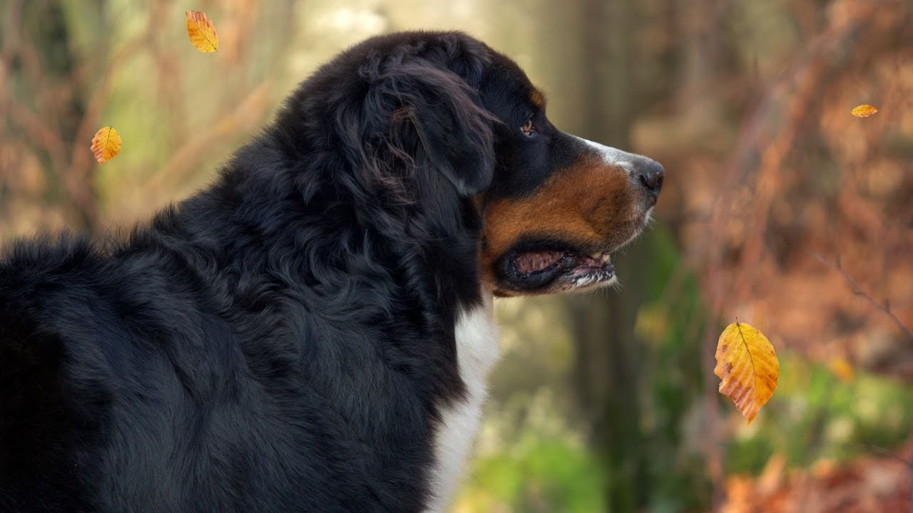 Can Bernese Mountain Dogs be left alone for long periods? YouTube
