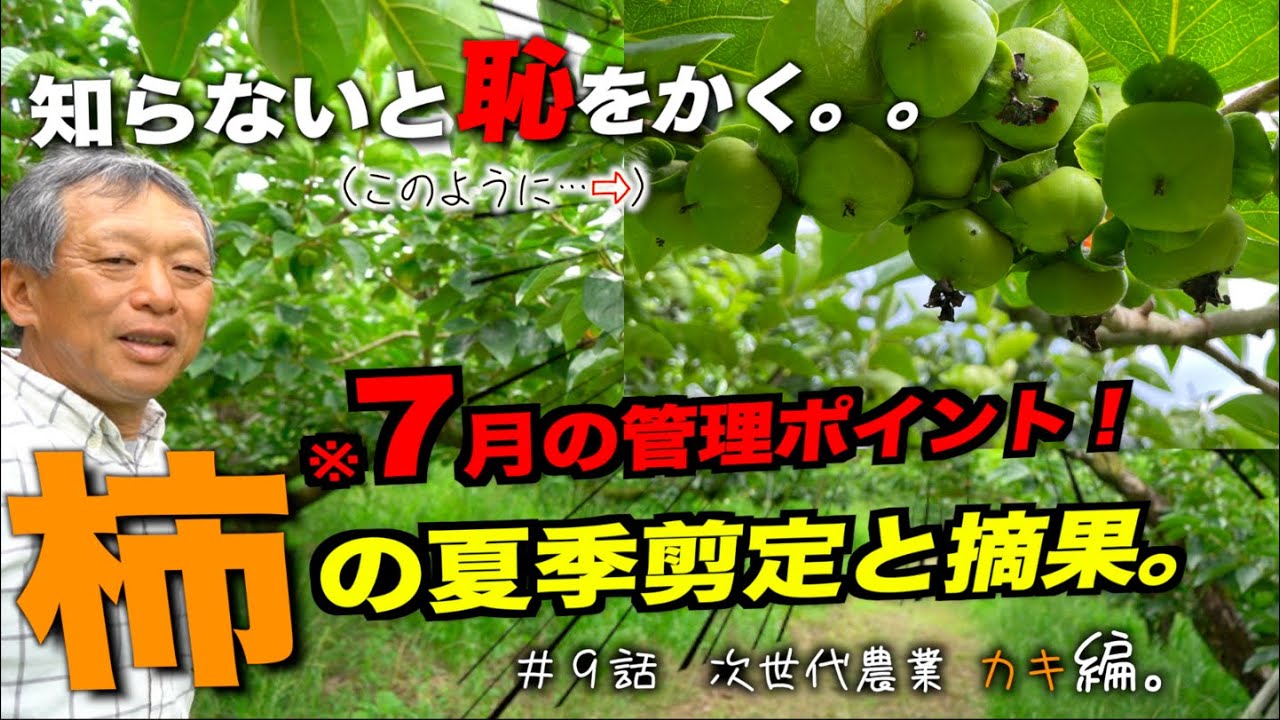 【夏季カキ講座】暑いけど、やらないとヤバイ！！柿の夏季剪定と摘果のポイント解説。｜夏季管理｜農家のプロ。