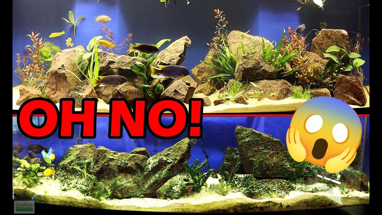 HELP! I Need Aquarium Maintenance! YouTube
