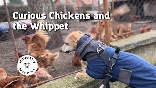 Dog vlog #5 | Whippet dog met chickens by One Dog Show 94 views 2 months ago 37 seconds