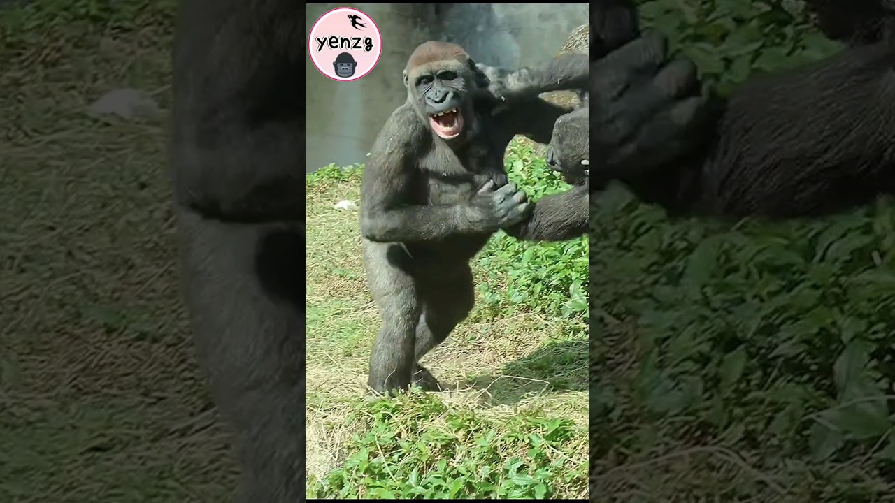 Ringo,Jabali玩的力道變強了 