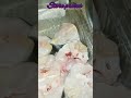 How to store raw fish | #shortsvideo