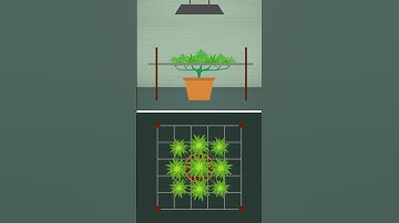 Mastering the Screen of Green: Cannabis Cultivation Tips!