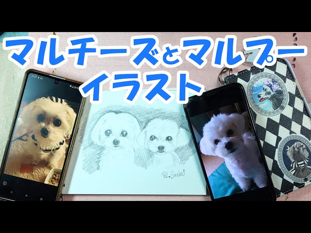 マルチーズとマルプーのイラストメイキング【犬のイラストS1-11