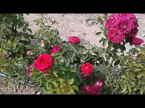 Видео: Елена Крестяниновагийн цэцэрлэг, Полеморье үржүүлгийн газар