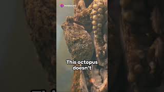 Mimic Octopus: The Master of Disguise