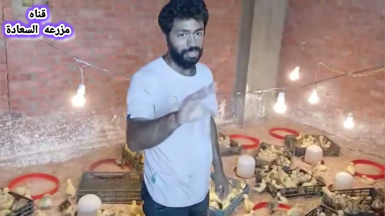 طريقه وكيفية تحضين الوز الروسي والفرنسي والالماني في المنزل للمبتدئين