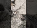 Malming Kucing PUN PDKT 🤫😸❤️ #funnycats #cutecat #lovestory #ytshorts @KitaCek