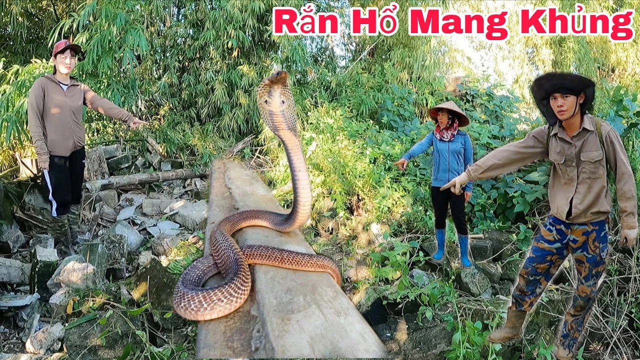 Экстренный вызов от фермера, который обнаружил 5 линяющих кобр в заброшенном доме