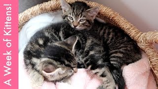 First Week of Kittens! | The Weekly #34