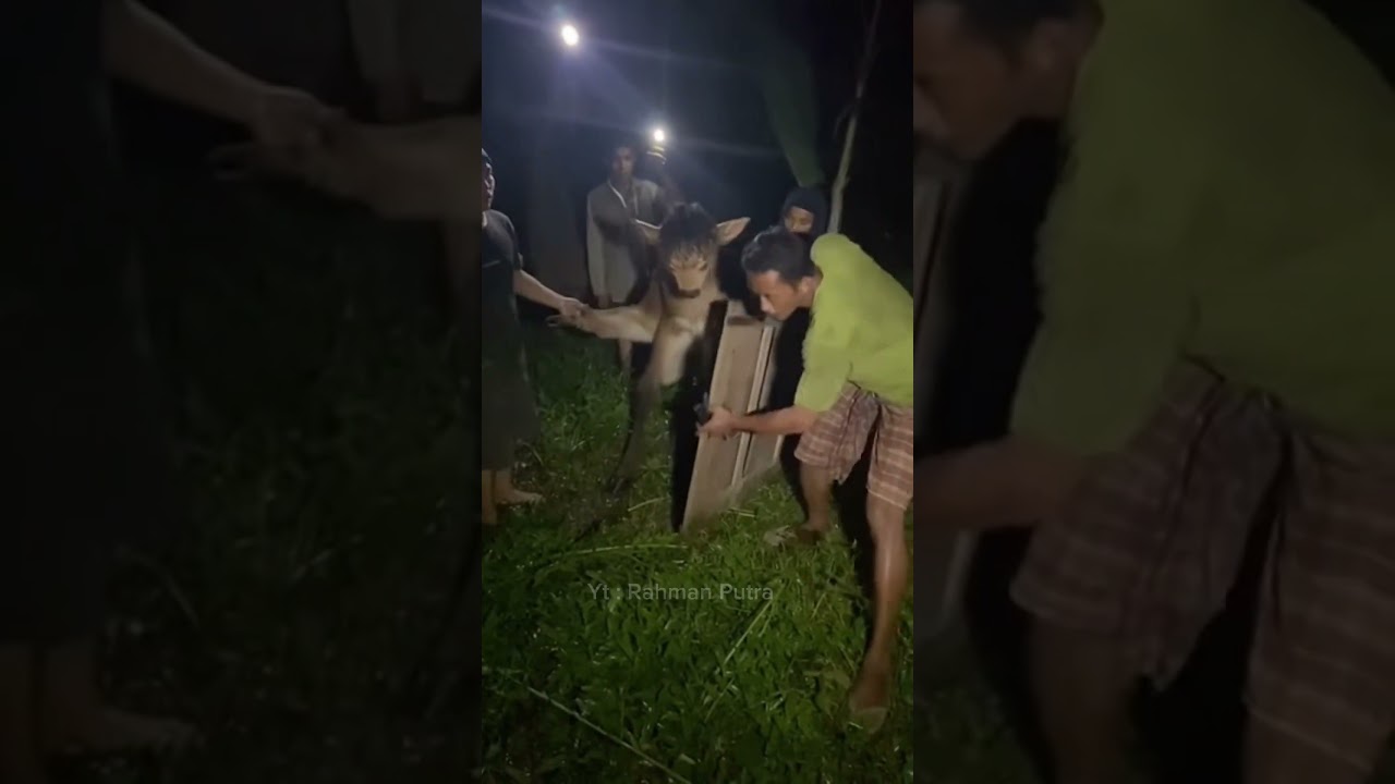 Strange Unknown Creature Discovered in Indonesia | Real Footage? 