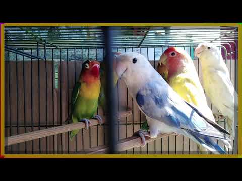 my-cutie-love-birds