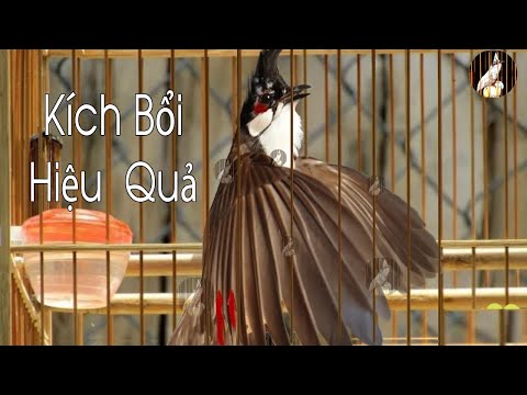 Video Video Kích Bổi / Kích Chào Mào Ché Ngày Chủ Nhật Căng... - youtube