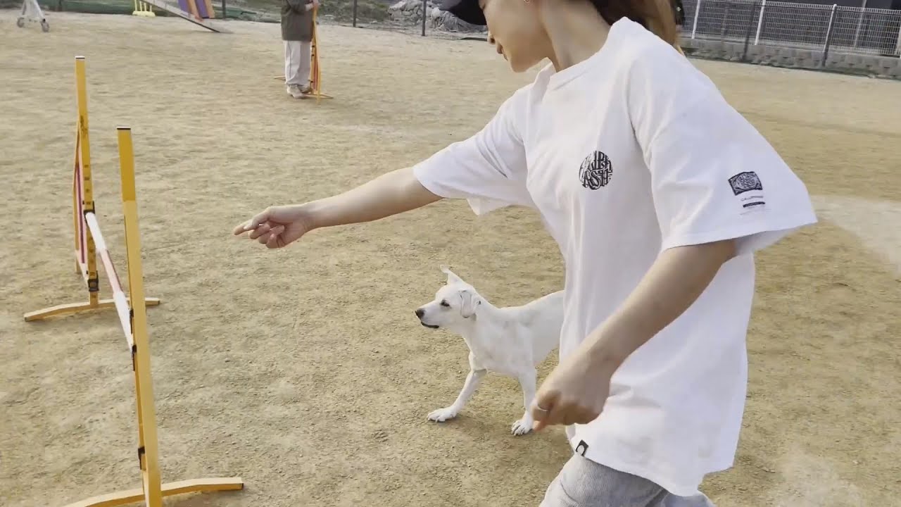 [My Pet] 강아지 어질리티 훈련, Dog Agility Training YouTube