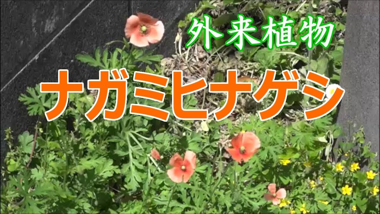 ナガミヒナゲシを嫌わないでください【外来植物】 - YouTube