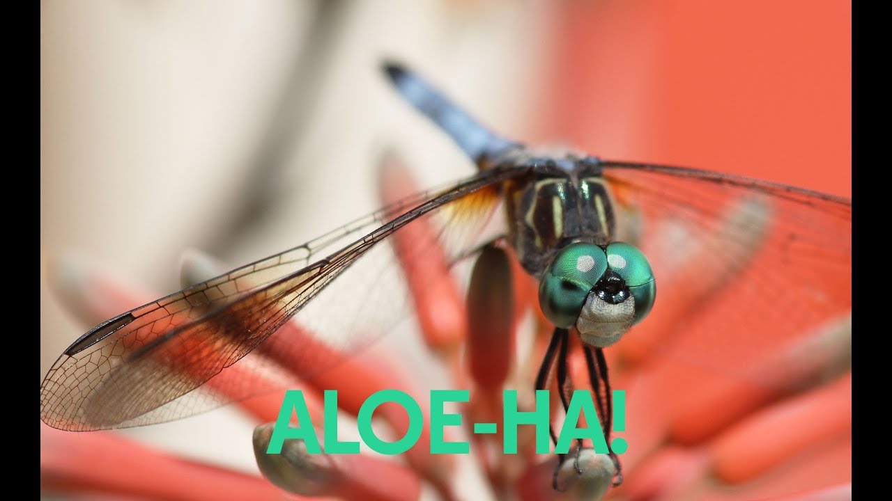 Aloe maculata- Pup/Offset removal demo and more