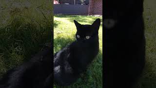 snake eyes my cats pupils r not round like us and most offer mamals