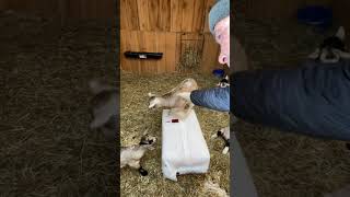 Happy Baby GOATS | New LIFE #goat #farm #animallover #shorts #kids