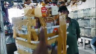 DISMANTLE THE HUGE LOSS OF BIRDS AND CAVES WE ARE SELLING AT RANGE!!! IRVAN JAYA GRESIK