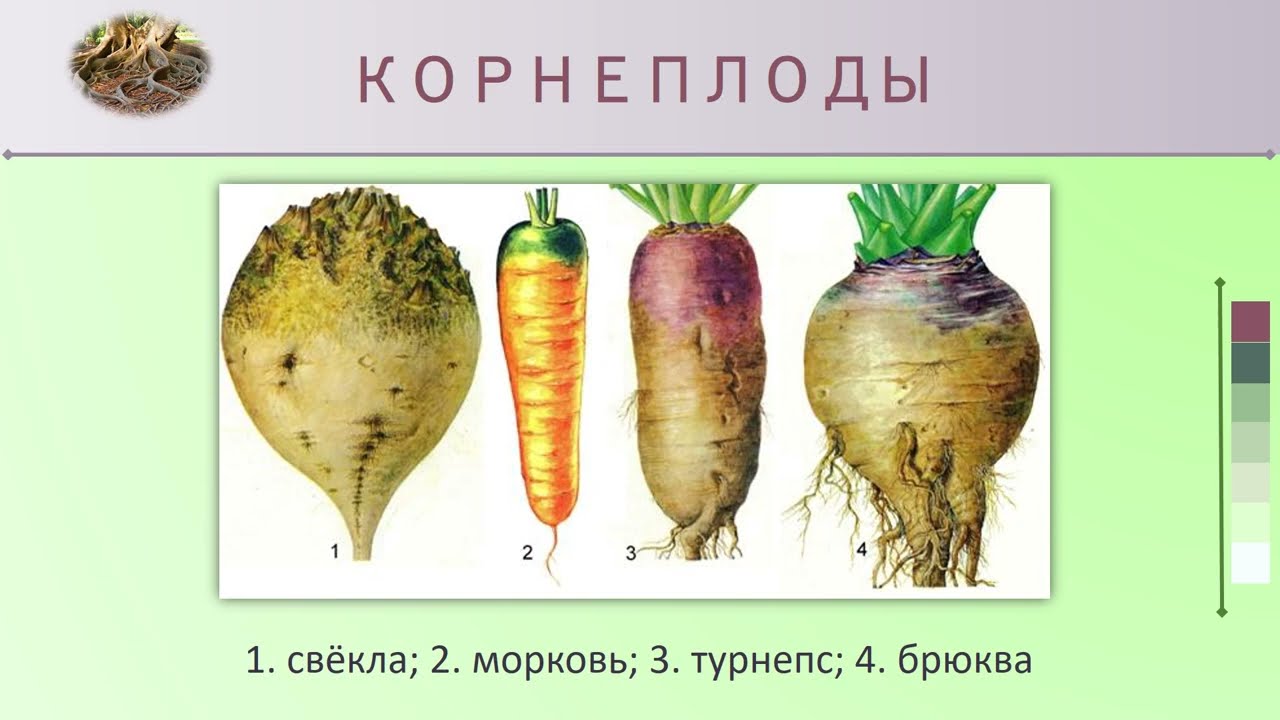 Виды измененные корни. Корнеплоды биология 6 класс. Корнеплоды видоизменения корня. Видоизменения корня 6 класс биология.