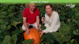 видео: Тыквы-гиганты в Подмосковье! картинка: Тыквы-гиганты в Подмосковье!