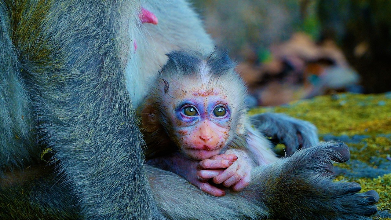Momma Grooming And Nurse Poor Baby Monkey Boris Well, He Still In Worst Condition