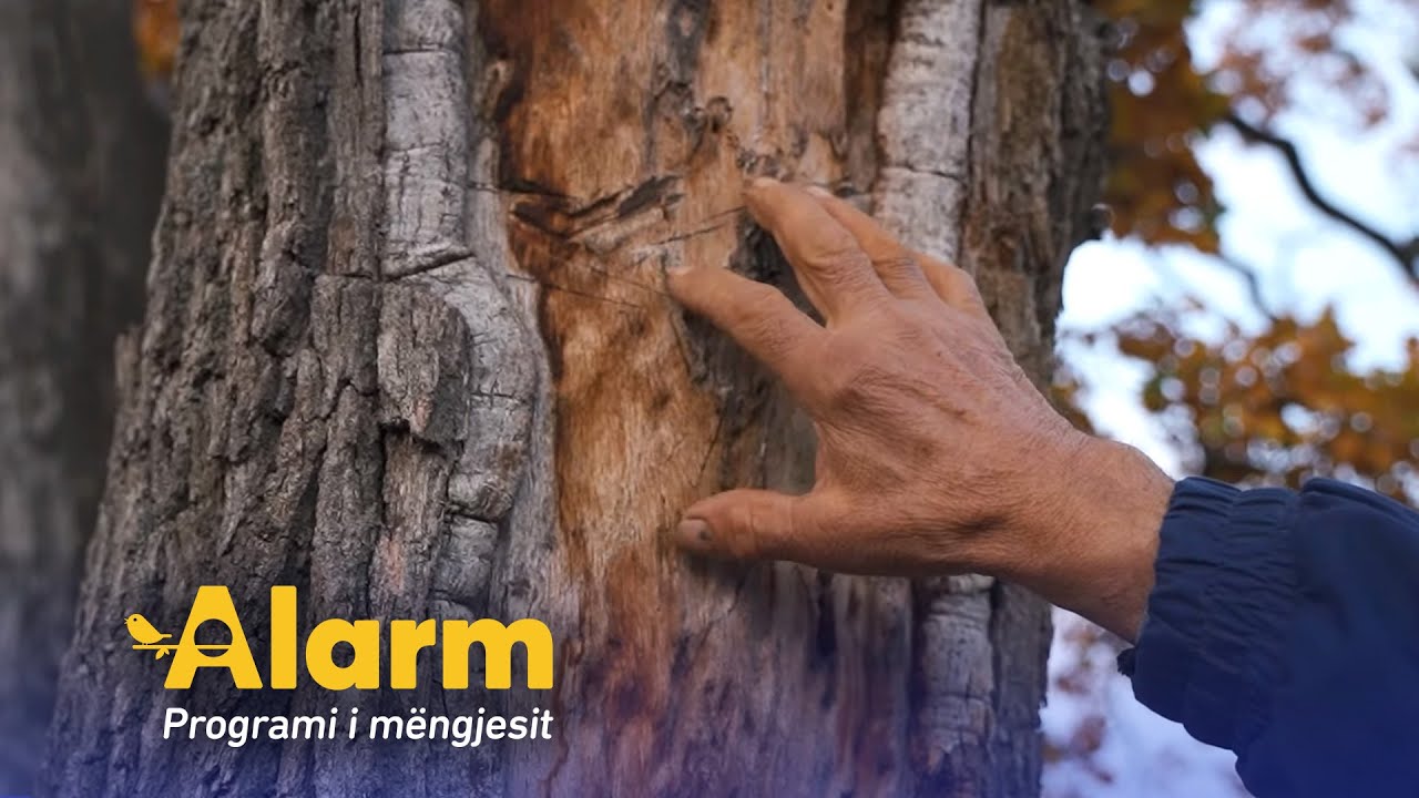 Gjashtë lisat në fshatin Likoshan, ku u shkrep plumbi i parë gjatë luftës në Kosovë