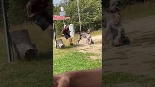 Great Dane dog jumps on little boy at the park and he fallson the grass near umbrella