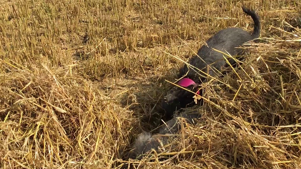Eddie & Squidget - more Bedlington Whippet antics