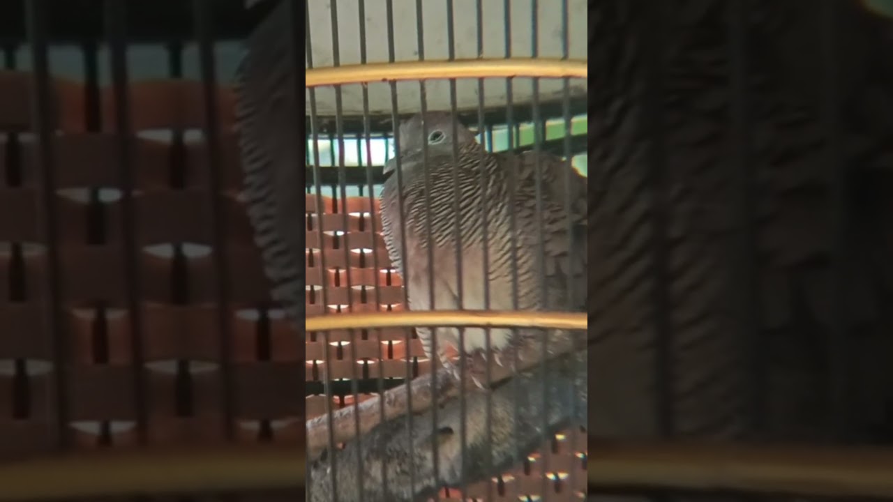 Suara burung perkutut bikin lawan emosi - koar koar nantang musuh vit11.696#perkutut