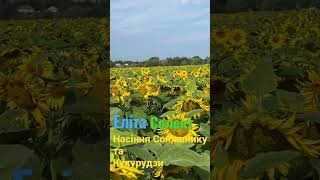 Насіння соняшнику та кукурудзи Від Українського виробника
