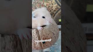 Miss your hammy during the day means disturb their nap #hamster #subscribe #cute #cutepet