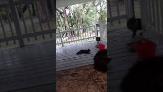 Cat after getting fucked