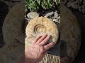 some lovely big burton bradstock #ammonite #fossils tI've collected on my fossil adventures #dorset
