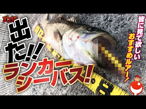 シーバス！噂のミノー投げたら１投目でランカーシーバス出た！！ルアー紹介！